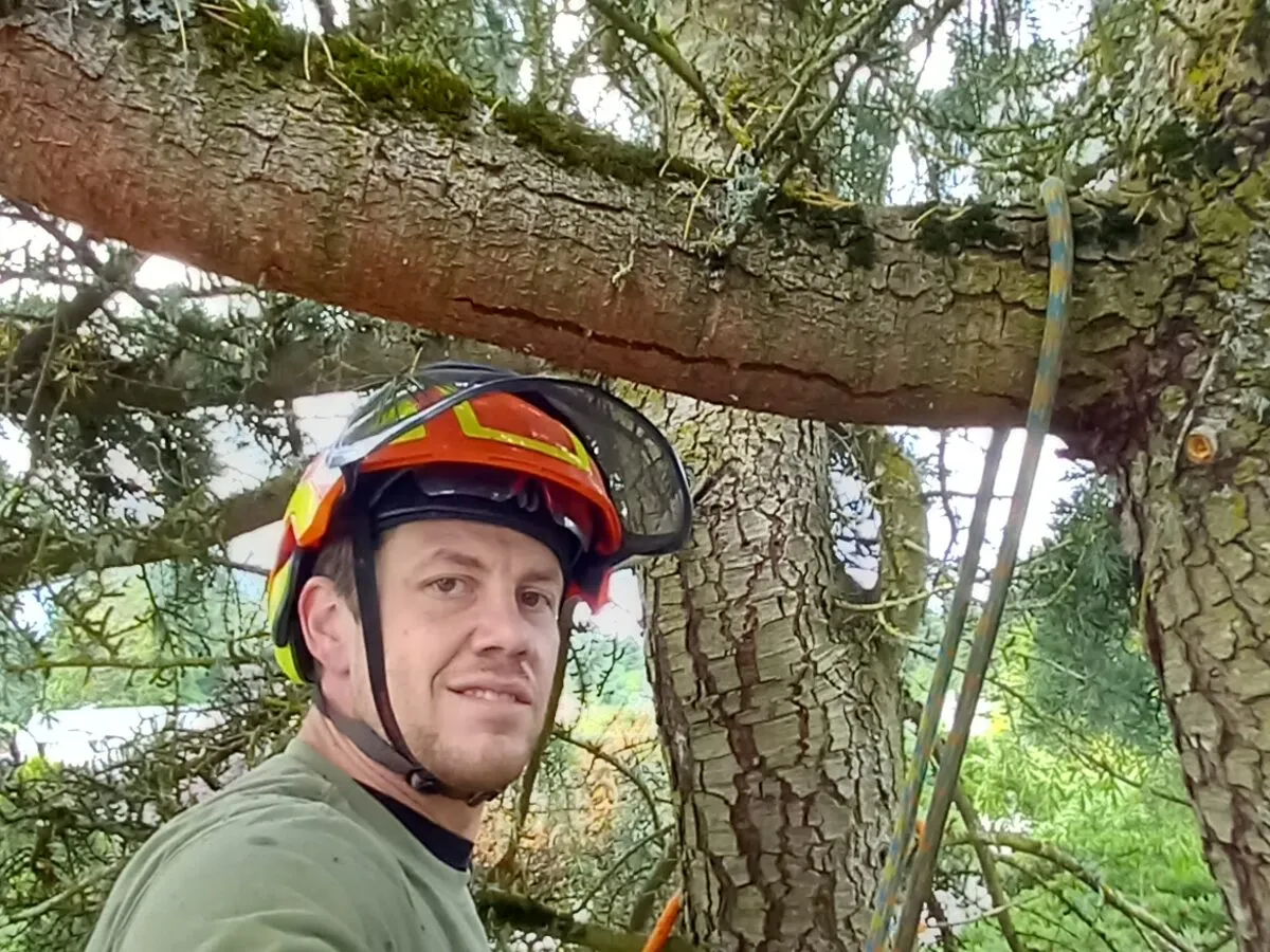 Arborist Reports & Risk Assessment in Clark County by Priority Tree Service