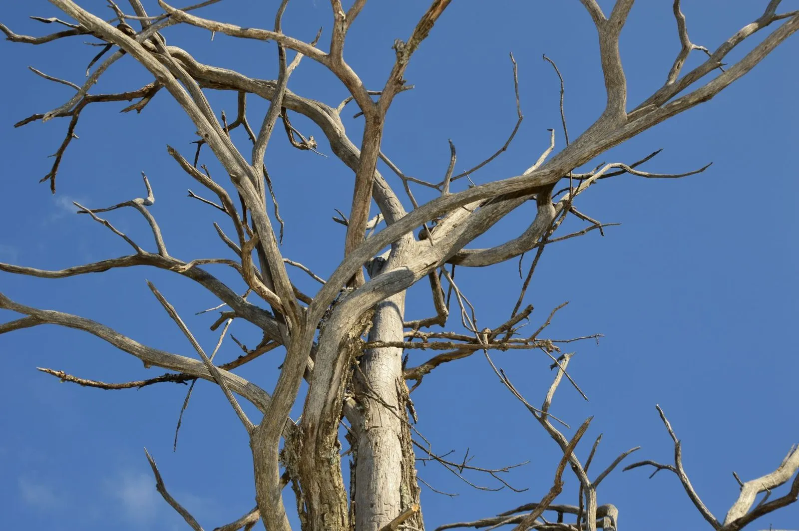 Looking up at the bare, leafless dead branches of a declining tree against a blue sky