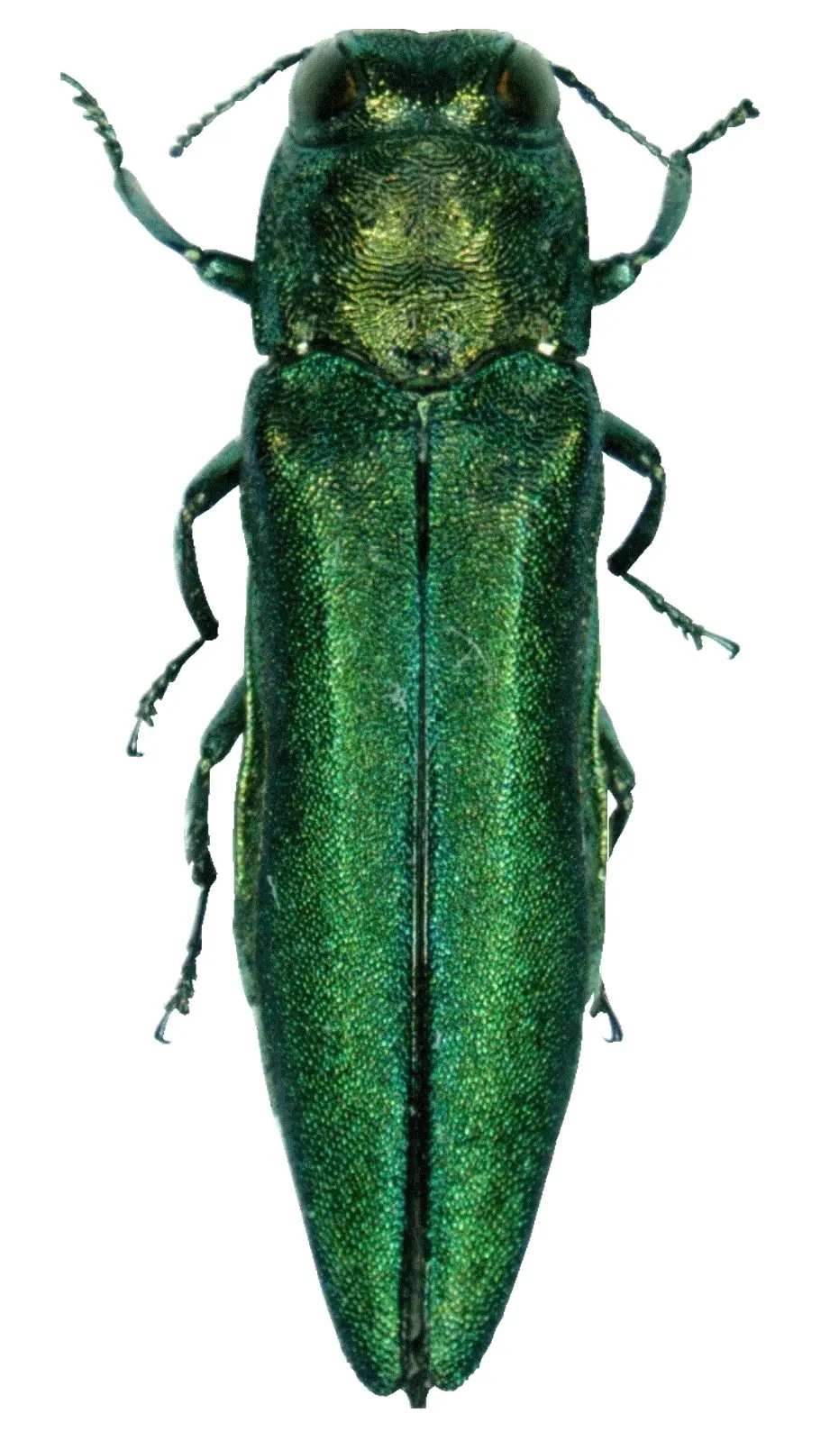 Dorsal specimen view of an adult emerald ash borer, a narrow metallic green beetle with a coppery gold head and thorax and long slender legs, photographed against a white background