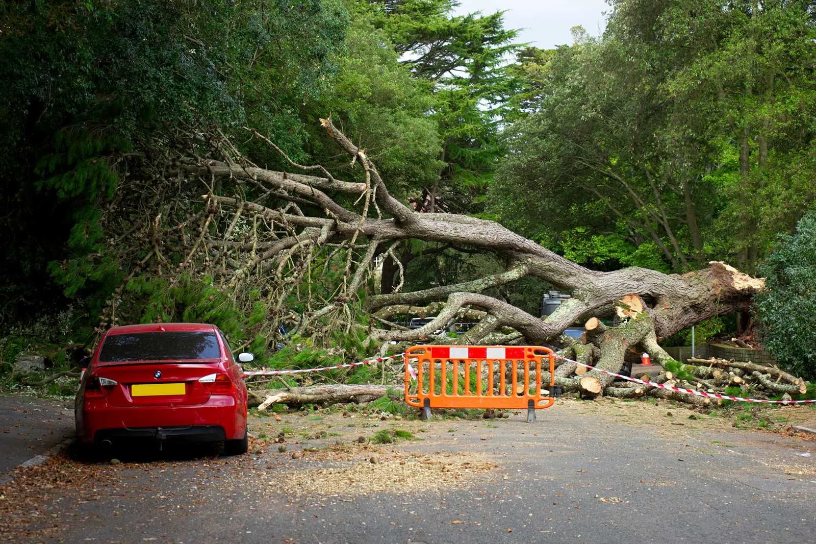 Large storm-felled tree lying across a road behind barrier tape and an orange safety barrier, with a parked red car beside it