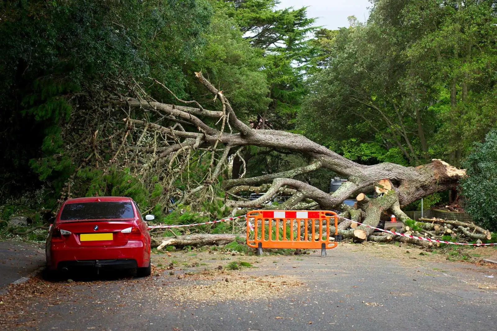 Large storm-felled tree lying across a road behind barrier tape and an orange safety barrier, with a parked red car beside it