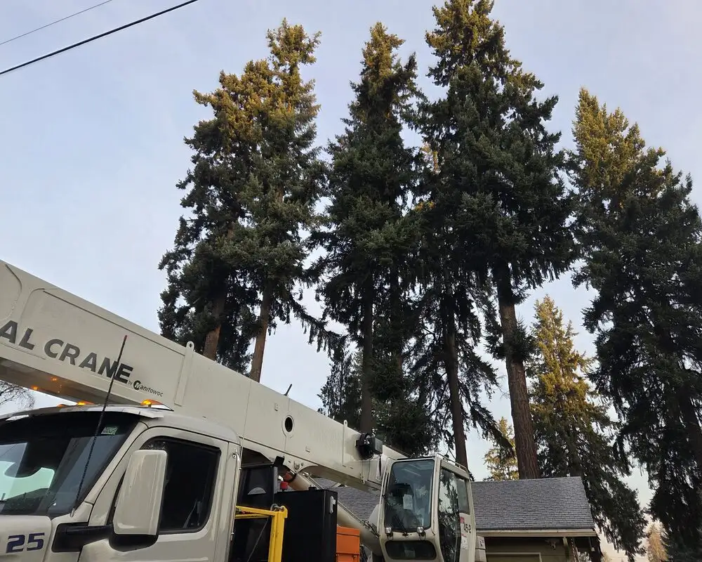 Priority Tree Service crew removing a tall fir in Vancouver, WA