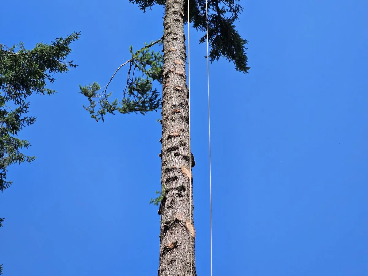 Tree Removal in Clark County by Priority Tree Service