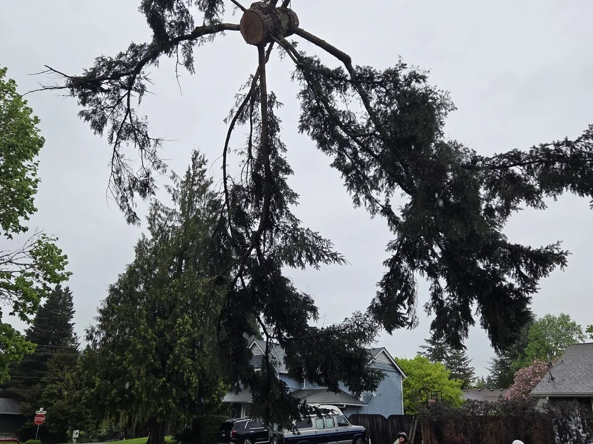 An arborist carefully pruning a mature tree in Clark County, Washington