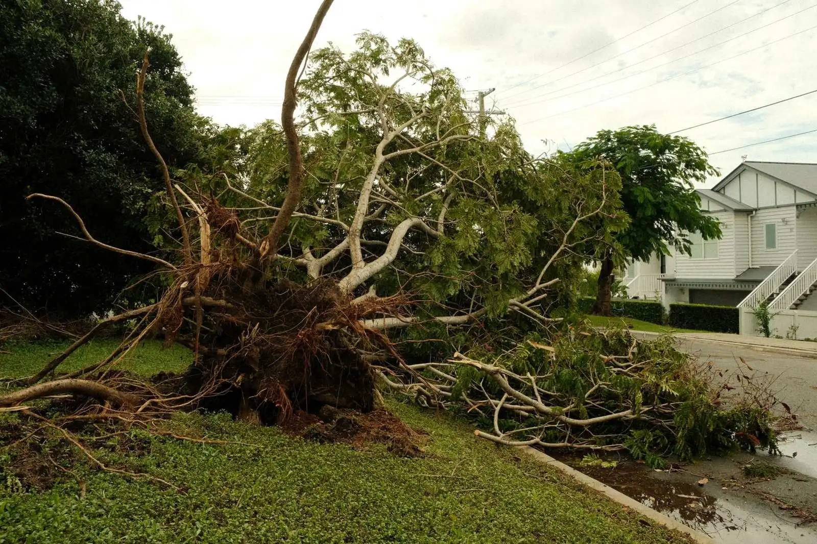 Uprooted tree lying across a lawn and onto a suburban street beside a house after a storm