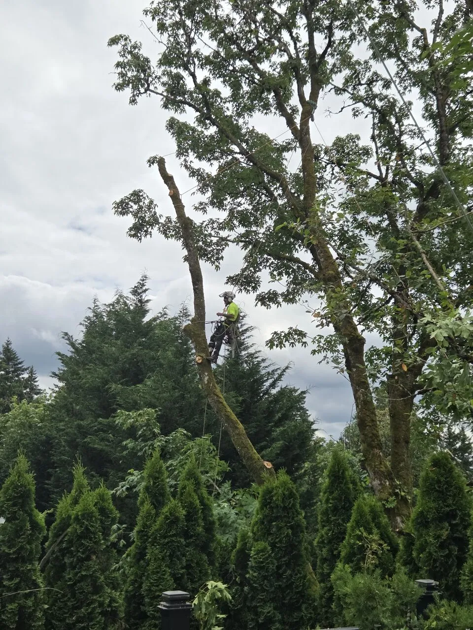 Climber roped high into a large leafy hardwood above an arborvitae hedge in Clark County, WA