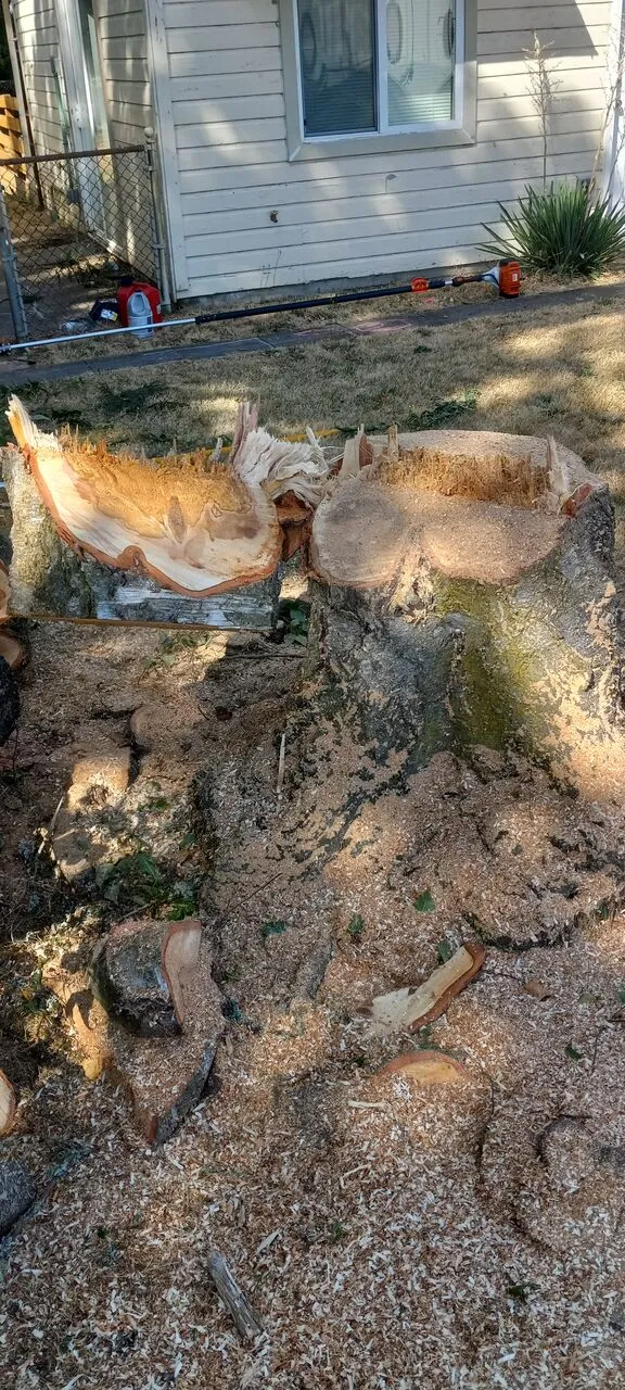 Large freshly cut tree stumps in a sawdust-covered yard beside a house in Hazel Dell, WA