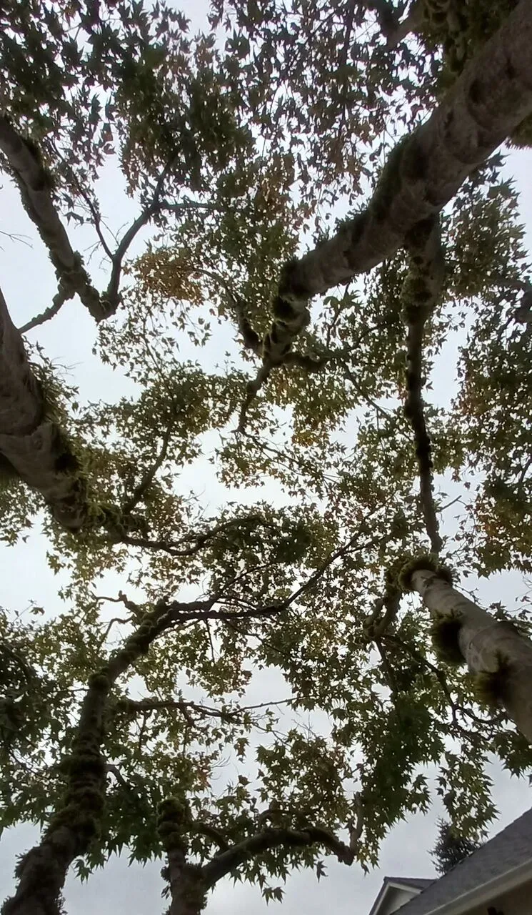Looking up into the broad canopy of a large hardwood tree in Vancouver, WA