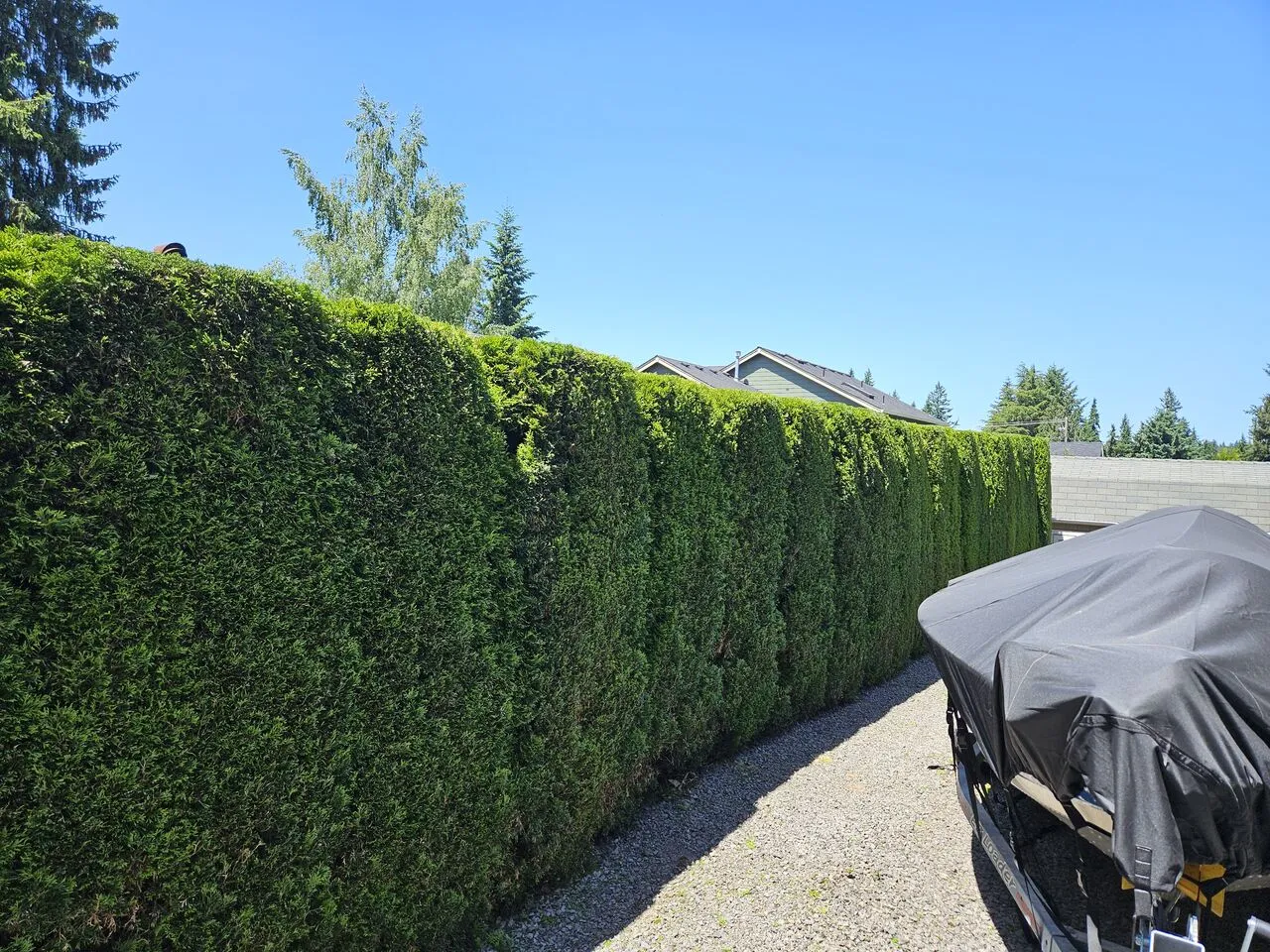 Hedge & Shrub Trimming in Clark County by Priority Tree Service