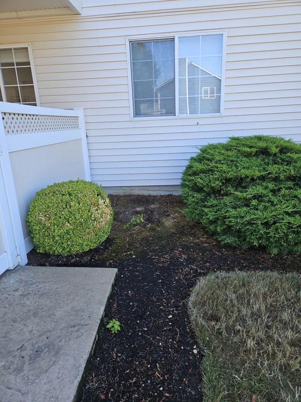 Tidy shaped shrubs and cleared mulch bed beside a home after yard cleanup in Washougal, WA