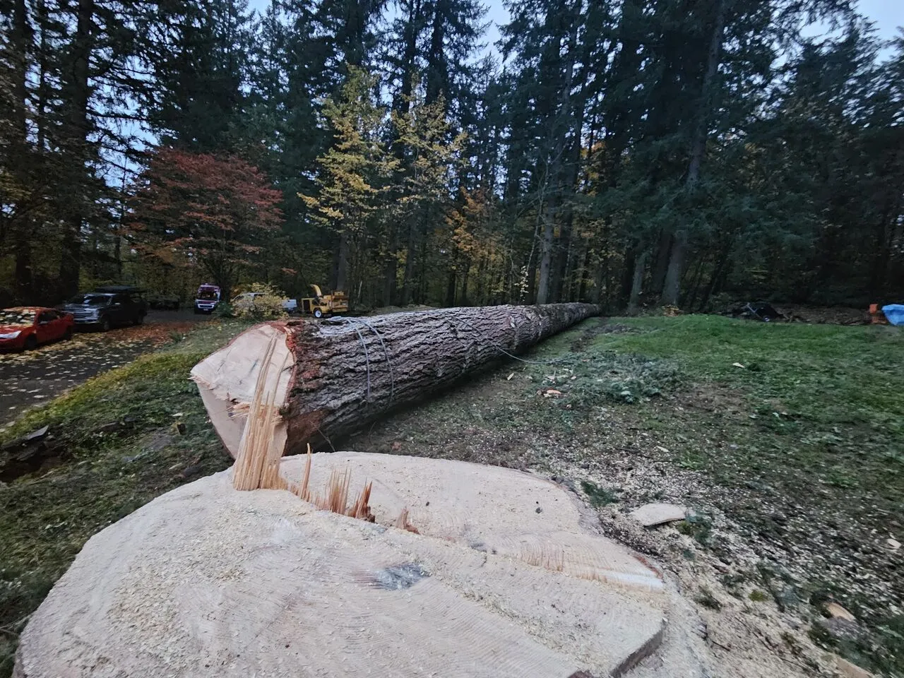 A massive fir lying across a wooded yard near Camas, WA