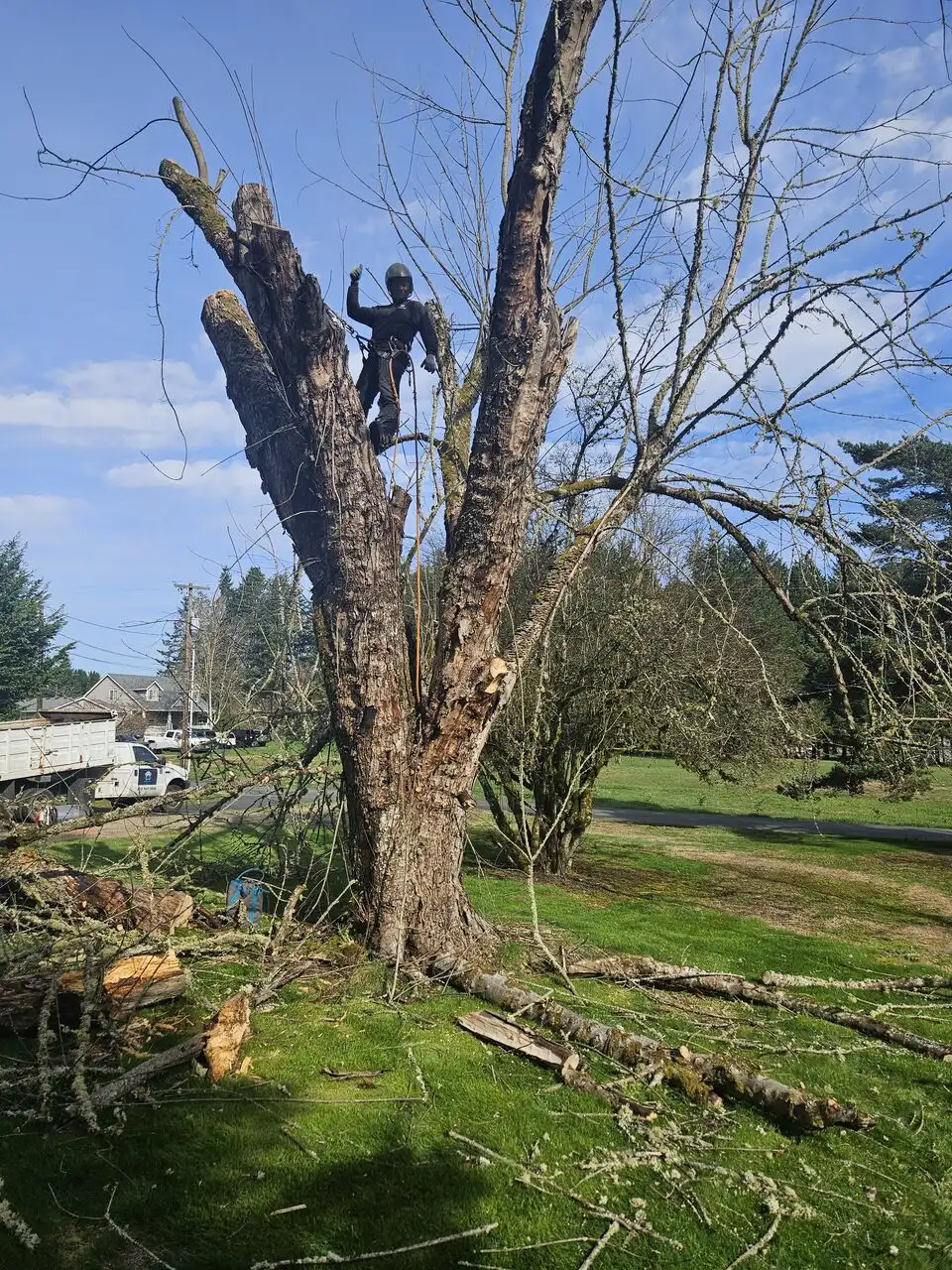 Climber dismantling a large dead hardwood tree section by section in a Battle Ground, WA yard