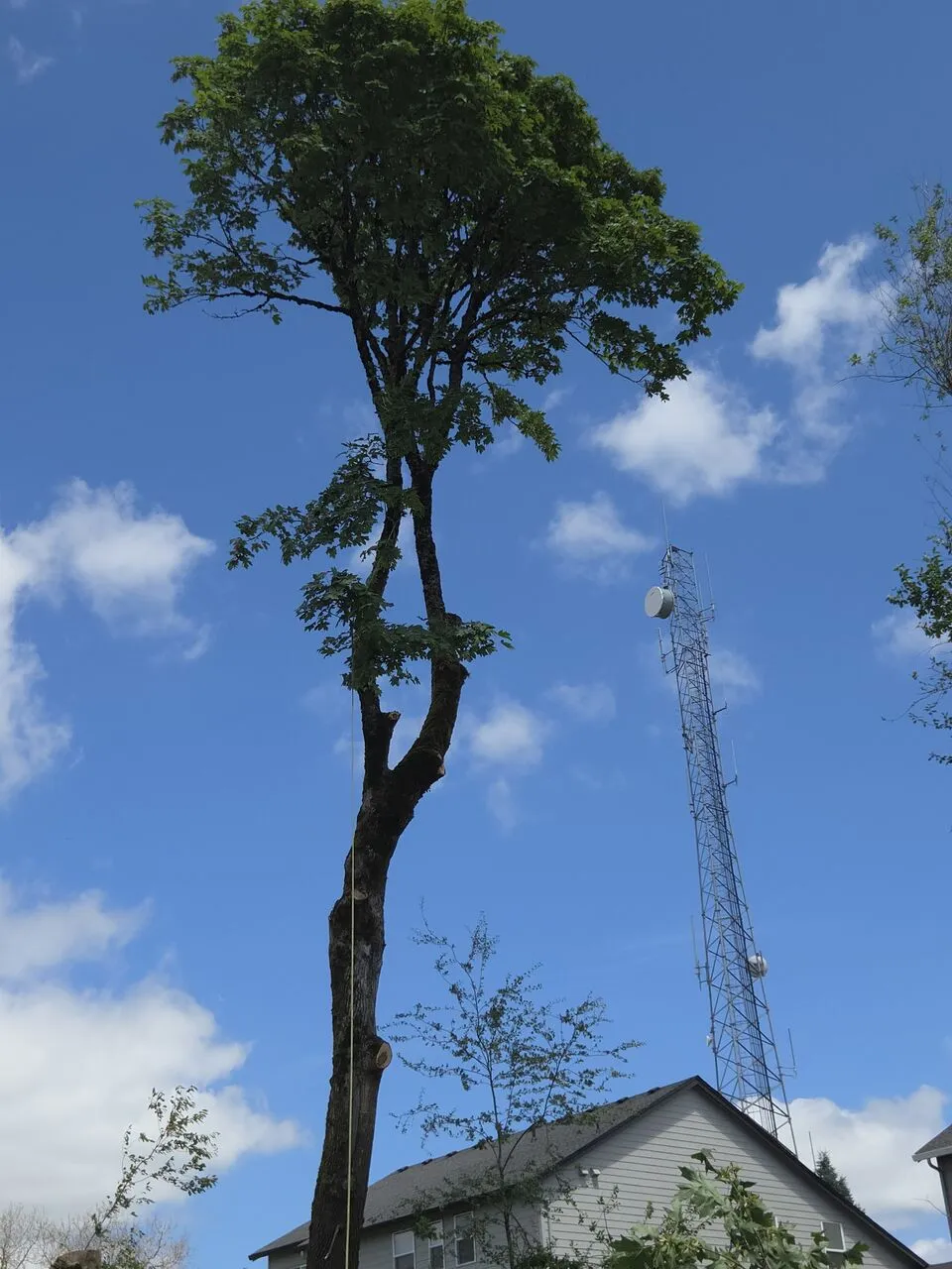 Tall partially limbed tree being taken down near a radio tower in Battle Ground, WA