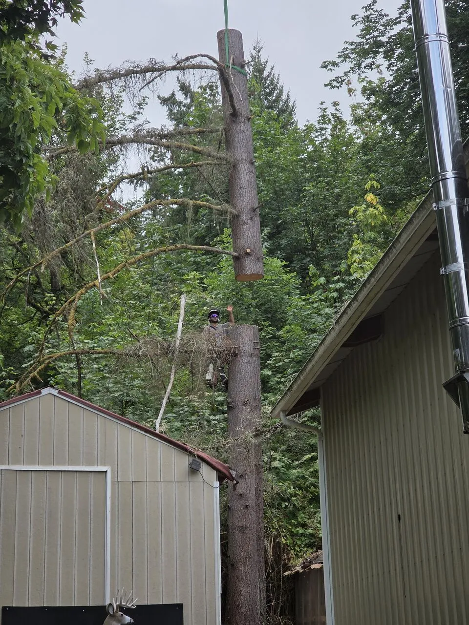 Climber rigging a tall trunk between two buildings on a Battle Ground, WA removal job