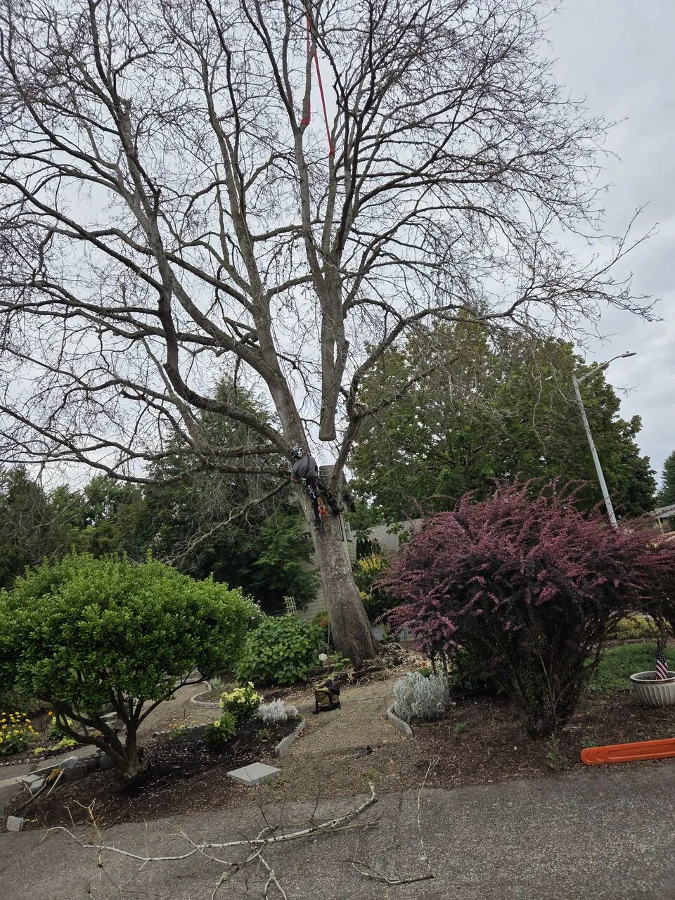Climber pruning branches high in a bare hardwood over a Brush Prairie, WA yard