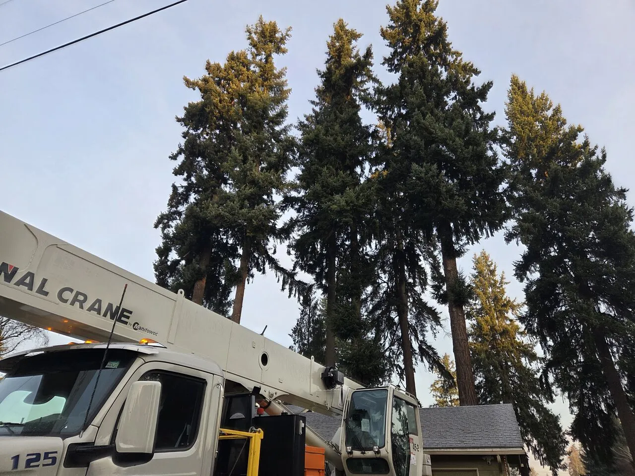 Crane truck staged beneath tall firs for removal in Ridgefield, WA