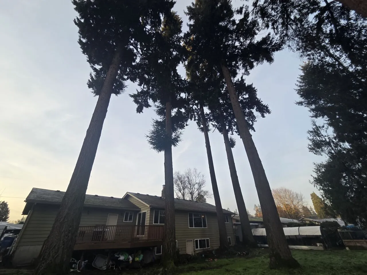 Tall evergreen conifers standing behind a home in La Center, WA