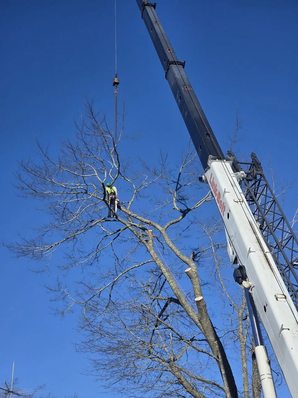 Arborist roped into a bare tree crown with crane line attached on a Salmon Creek, WA removal