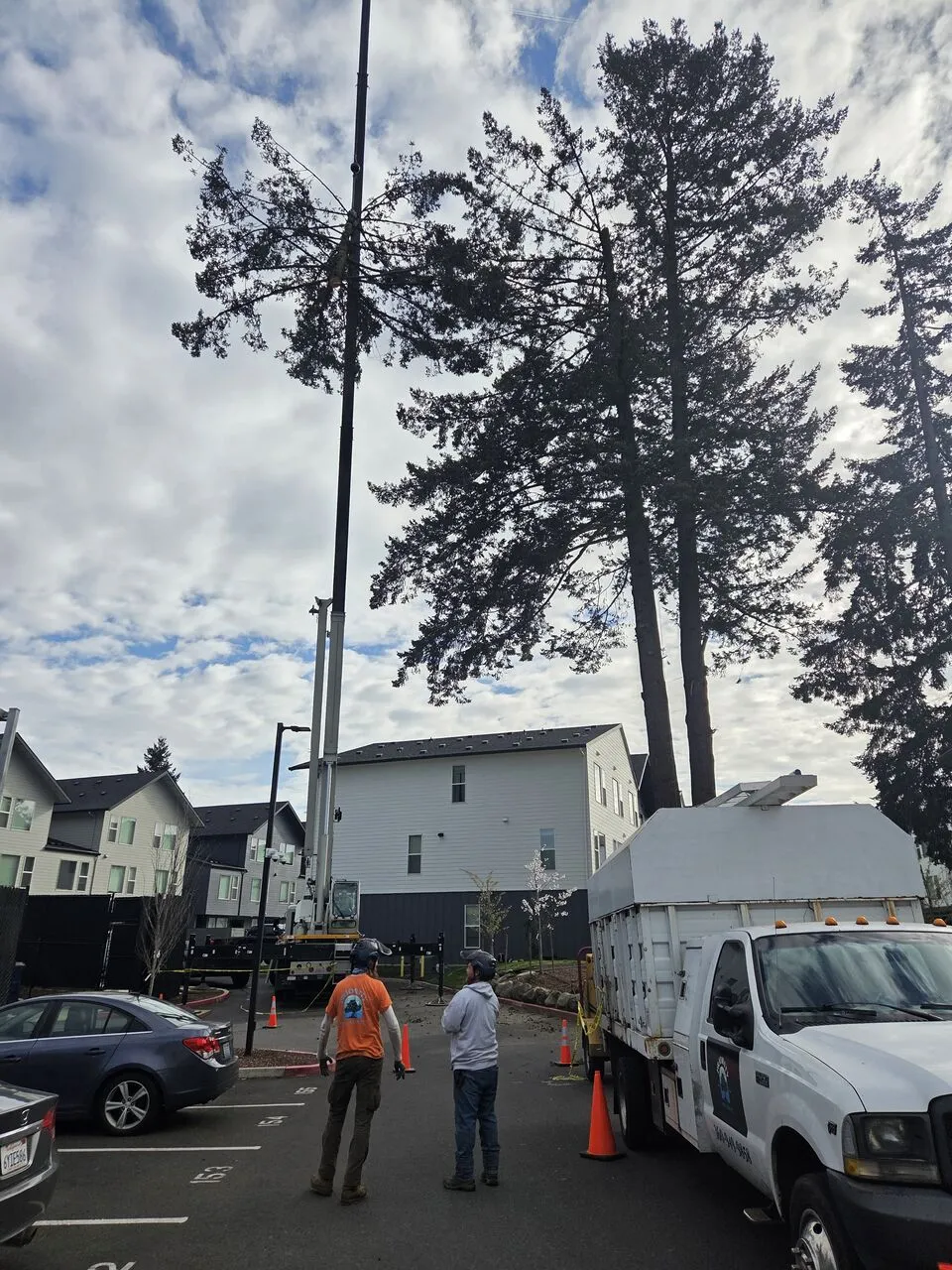 Two Priority Tree Service crew members looking up at tall thinning conifers beside a truck in Hockinson, WA