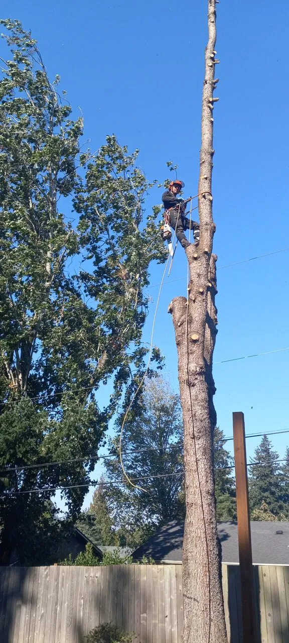 Climber high in a tall bare trunk taking down a tree limb by limb in Camas, WA