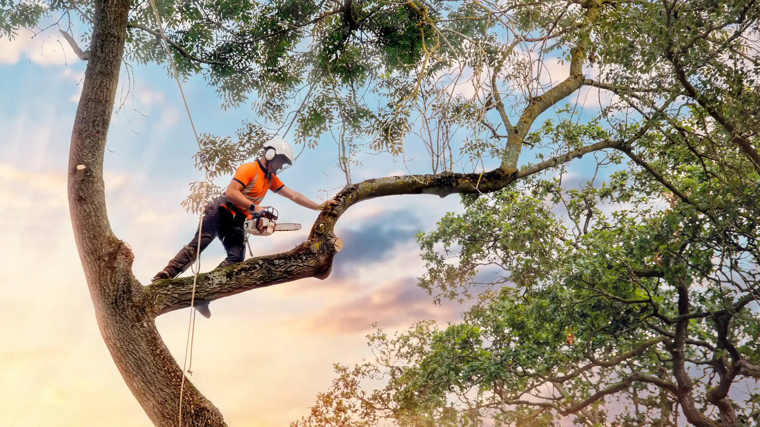 Priority Tree Service arborist climbing tree