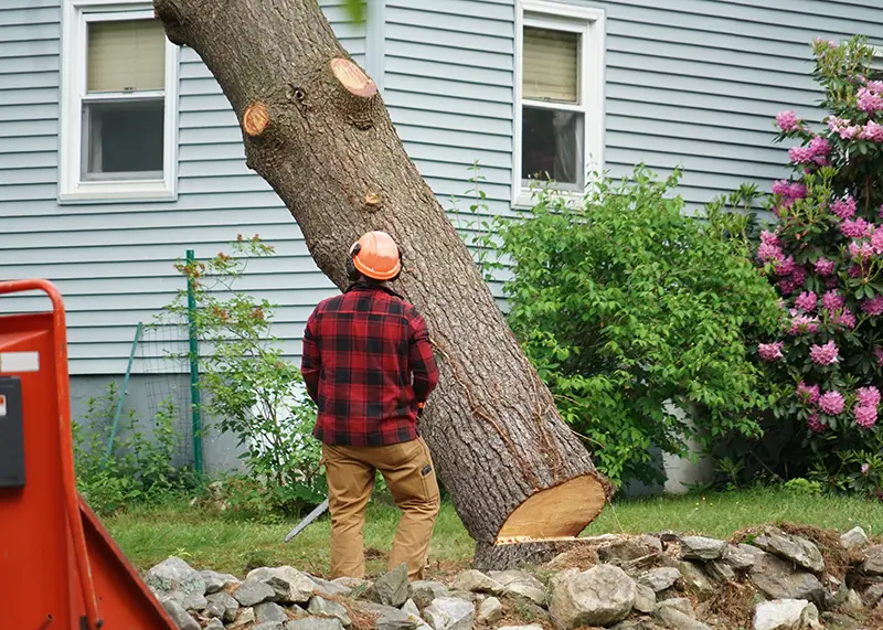 Priority Tree Service arborist removing tree
