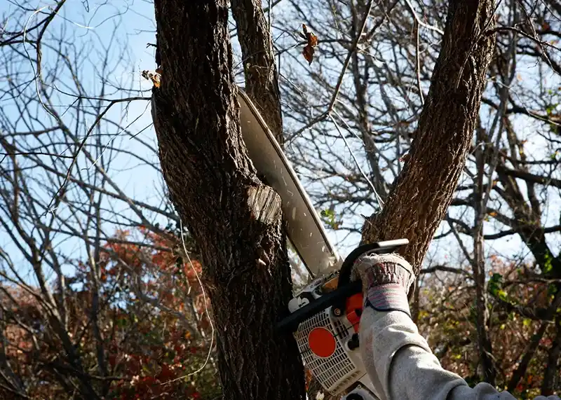 Priority Tree Services Tree Pruning