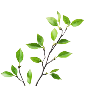 Priority Tree Service Branch
