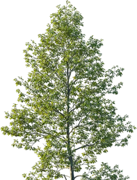 Priority Tree Service Deciduous Tree