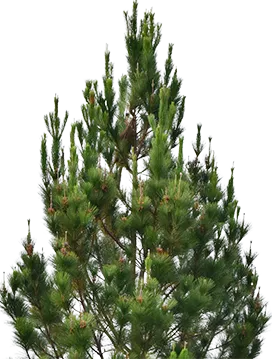 Priority Tree Service Douglas Fir Tree