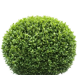 Priority Tree Service Hedge