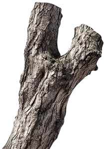 Priority Tree Service Trunk